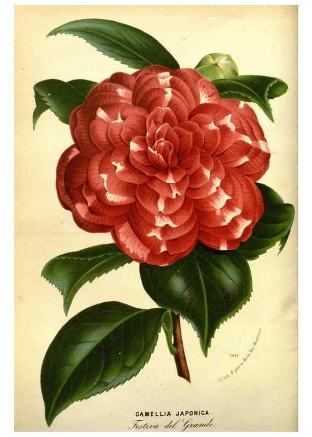 Reproducción/Reproduction 49587638978: Flore des serres et des jardins de l'Europe. A Gand :chez Louis van Houtte, eÌditeur,1845-1880.. 
