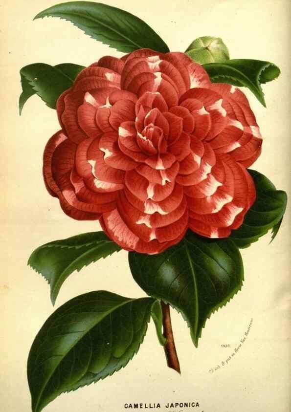 Reproducción/Reproduction 49587638978: Flore des serres et des jardins de l'Europe. A Gand :chez Louis van Houtte, eÌditeur,1845-1880.. 