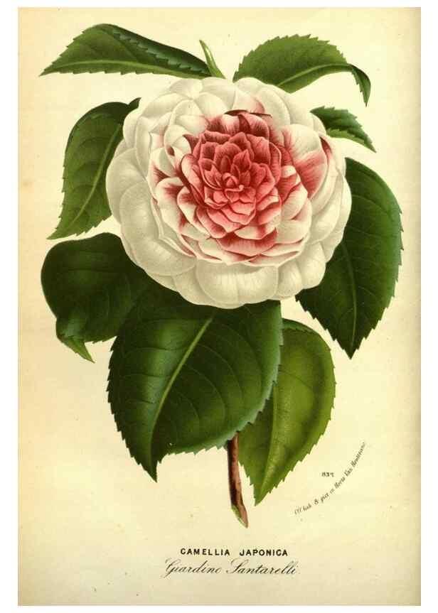 Reproducción/Reproduction 49587639183: Flore des serres et des jardins de l'Europe. A Gand :chez Louis van Houtte, eÌditeur,1845-1880.. 
