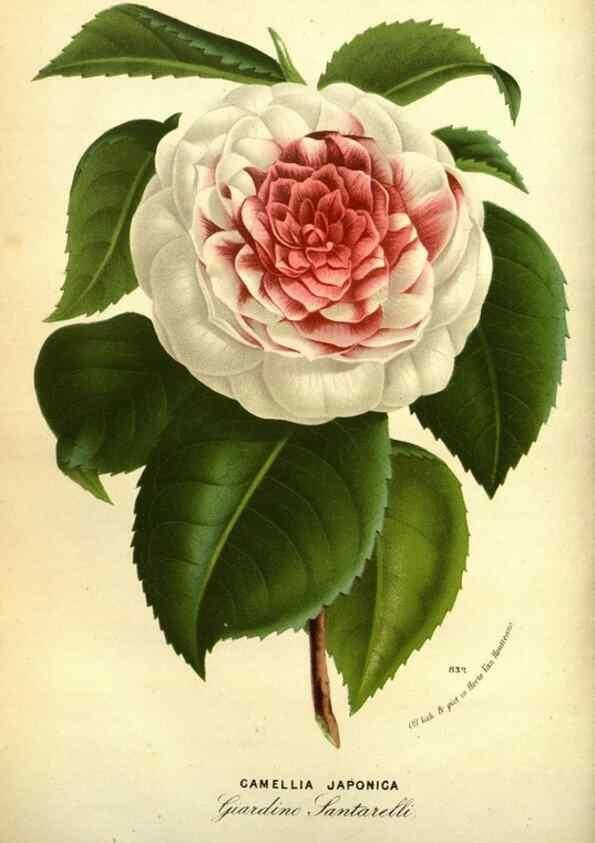 Reproducción/Reproduction 49587639183: Flore des serres et des jardins de l'Europe. A Gand :chez Louis van Houtte, eÌditeur,1845-1880.. 
