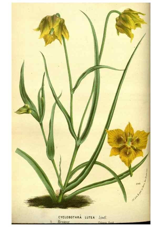 Reproducción/Reproduction 49588372427: Flore des serres et des jardins de l'Europe. A Gand :chez Louis van Houtte, eÌditeur,1845-1880.. 