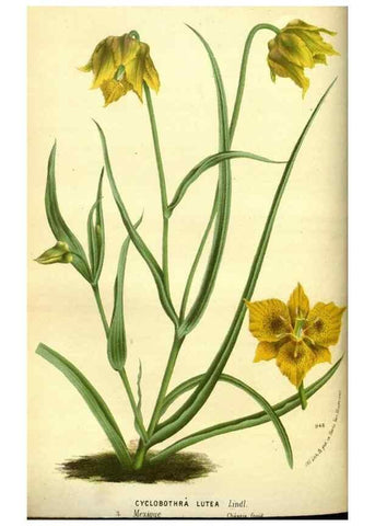 Reproducción/Reproduction 49588372427: Flore des serres et des jardins de l'Europe. A Gand :chez Louis van Houtte, eÌditeur,1845-1880.. 