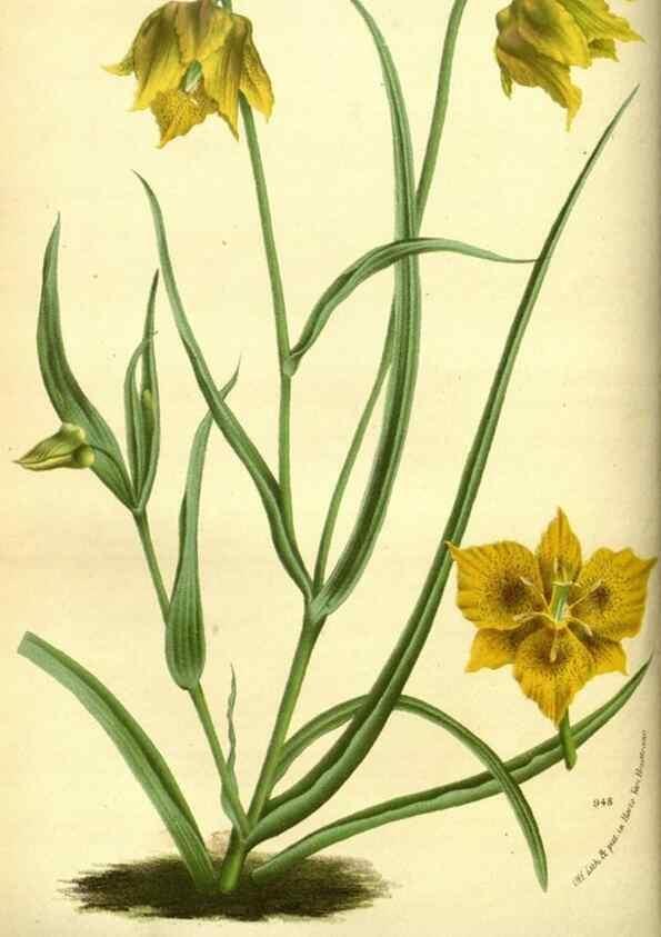 Reproducción/Reproduction 49588372427: Flore des serres et des jardins de l'Europe. A Gand :chez Louis van Houtte, eÌditeur,1845-1880.. 