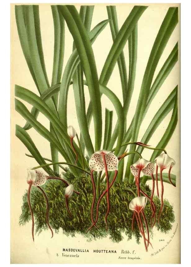 Reproducción/Reproduction 49588372177: Flore des serres et des jardins de l'Europe. A Gand :chez Louis van Houtte, eÌditeur,1845-1880.. 