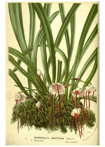 Reproducción/Reproduction 49588372177: Flore des serres et des jardins de l'Europe. A Gand :chez Louis van Houtte, eÌditeur,1845-1880.. 