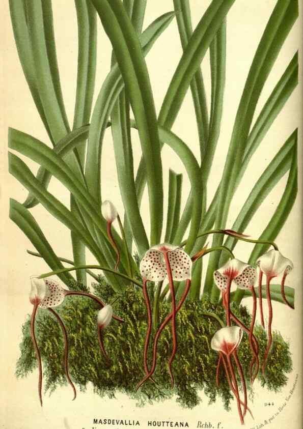 Reproducción/Reproduction 49588372177: Flore des serres et des jardins de l'Europe. A Gand :chez Louis van Houtte, eÌditeur,1845-1880.. 
