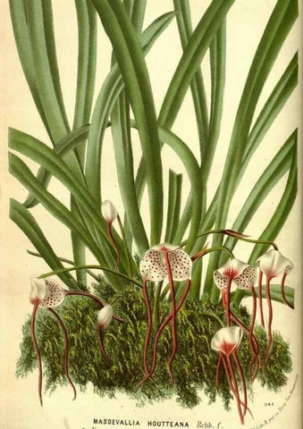 Reproducción/Reproduction 49588372177: Flore des serres et des jardins de l'Europe. A Gand :chez Louis van Houtte, eÌditeur,1845-1880.. 