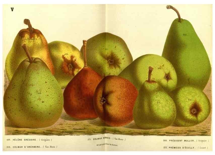 Reproducción/Reproduction 49587634208: Flore des serres et des jardins de l'Europe. A Gand :chez Louis van Houtte, eÌditeur,1845-1880.. 