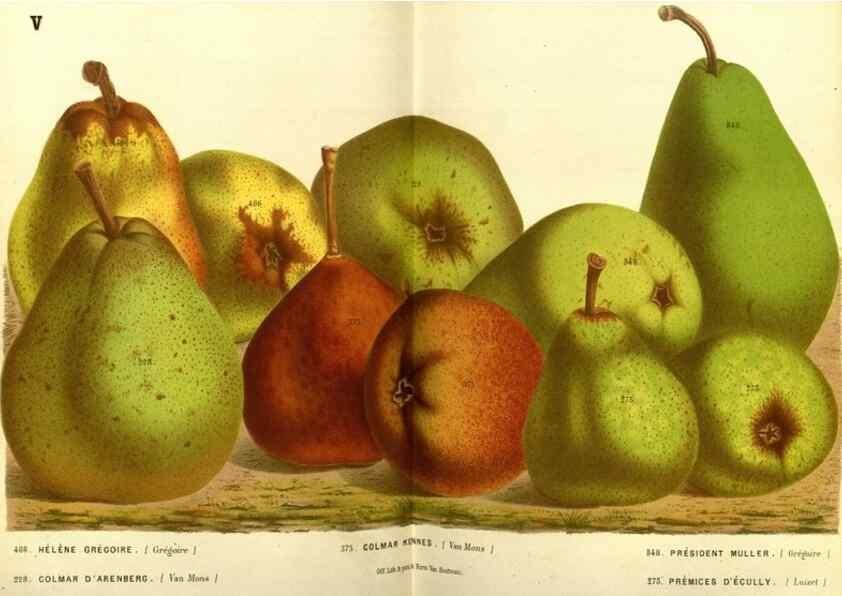 Reproducción/Reproduction 49587634208: Flore des serres et des jardins de l'Europe. A Gand :chez Louis van Houtte, eÌditeur,1845-1880.. 