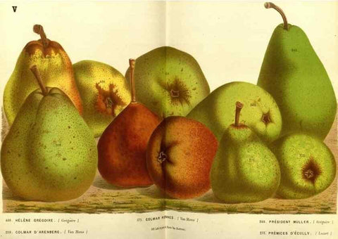Reproducción/Reproduction 49587634208: Flore des serres et des jardins de l'Europe. A Gand :chez Louis van Houtte, eÌditeur,1845-1880.. 