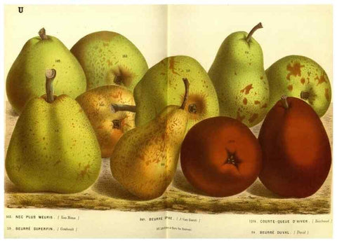 Reproducción/Reproduction 49588127516: Flore des serres et des jardins de l'Europe. A Gand :chez Louis van Houtte, eÌditeur,1845-1880.. 