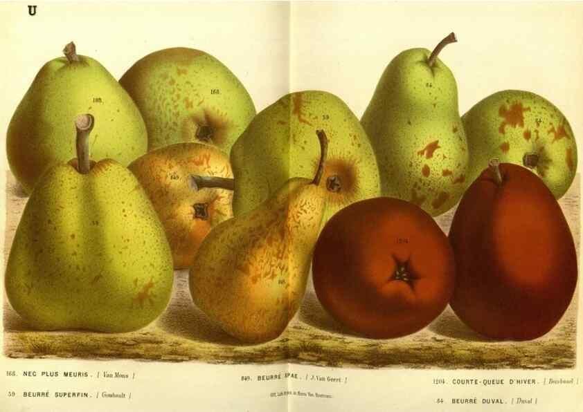 Reproducción/Reproduction 49588127516: Flore des serres et des jardins de l'Europe. A Gand :chez Louis van Houtte, eÌditeur,1845-1880.. 