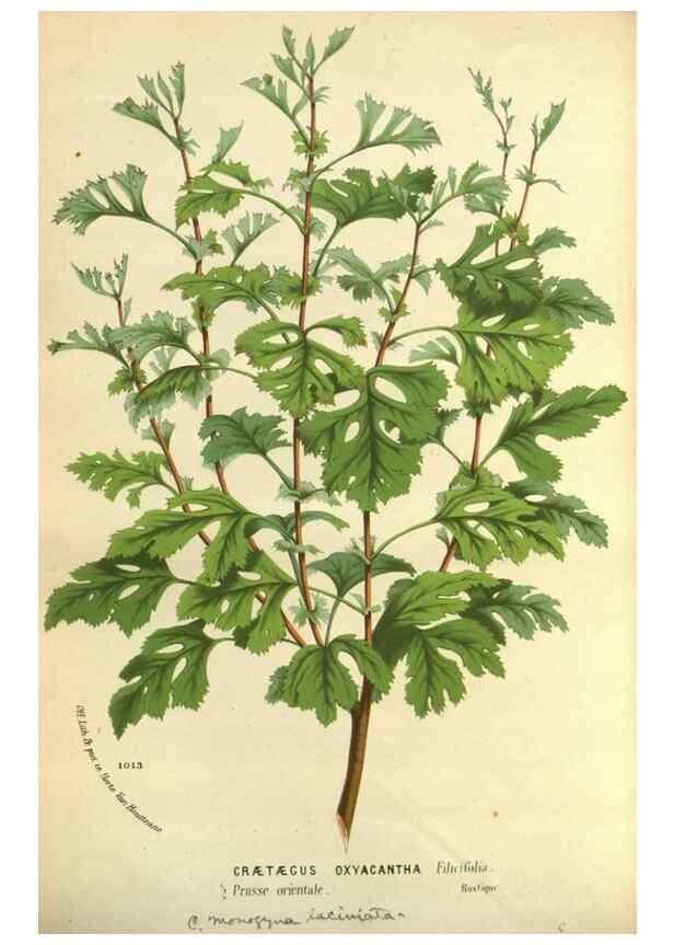 Reproducción/Reproduction 49588367227: Flore des serres et des jardins de l'Europe. A Gand :chez Louis van Houtte, eÌditeur,1845-1880.. 