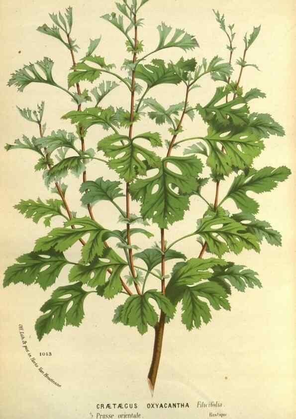 Reproducción/Reproduction 49588367227: Flore des serres et des jardins de l'Europe. A Gand :chez Louis van Houtte, eÌditeur,1845-1880.. 