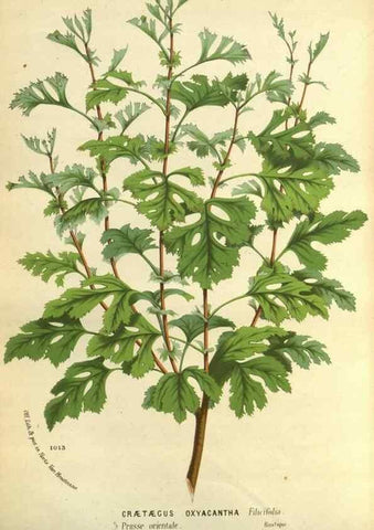 Reproducción/Reproduction 49588367227: Flore des serres et des jardins de l'Europe. A Gand :chez Louis van Houtte, eÌditeur,1845-1880.. 