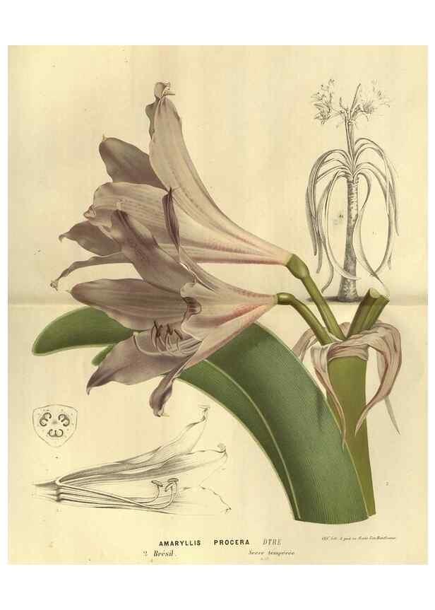 Reproducción/Reproduction 49588123321: Flore des serres et des jardins de l'Europe. A Gand :chez Louis van Houtte, eÌditeur,1845-1880.. 