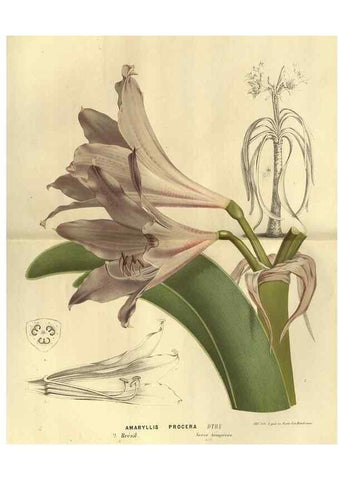 Reproducción/Reproduction 49588123321: Flore des serres et des jardins de l'Europe. A Gand :chez Louis van Houtte, eÌditeur,1845-1880.. 