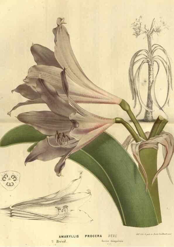 Reproducción/Reproduction 49588123321: Flore des serres et des jardins de l'Europe. A Gand :chez Louis van Houtte, eÌditeur,1845-1880.. 