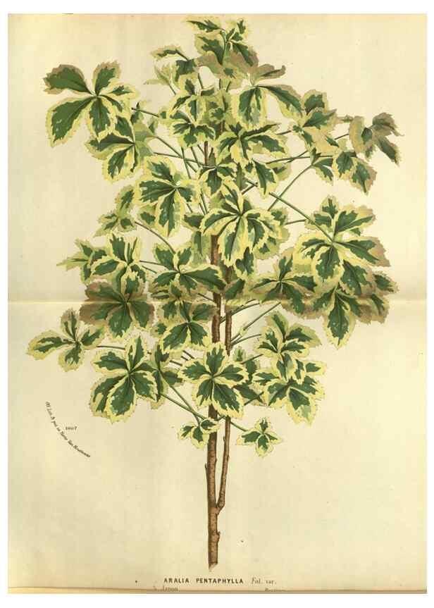 Reproducción/Reproduction 49588123681: Flore des serres et des jardins de l'Europe. A Gand :chez Louis van Houtte, eÌditeur,1845-1880.. 