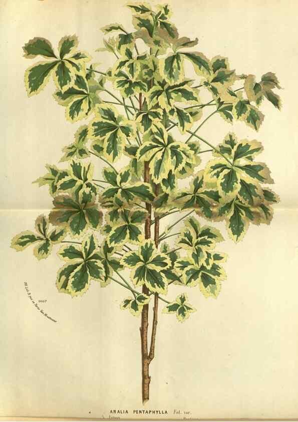 Reproducción/Reproduction 49588123681: Flore des serres et des jardins de l'Europe. A Gand :chez Louis van Houtte, eÌditeur,1845-1880.. 