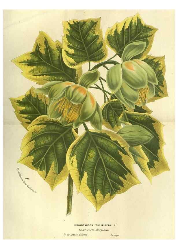 Reproducción/Reproduction 49587630443: Flore des serres et des jardins de l'Europe. A Gand :chez Louis van Houtte, eÌditeur,1845-1880.. 
