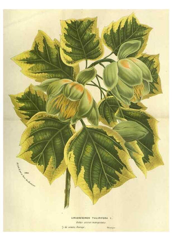 Reproducción/Reproduction 49587630443: Flore des serres et des jardins de l'Europe. A Gand :chez Louis van Houtte, eÌditeur,1845-1880.. 