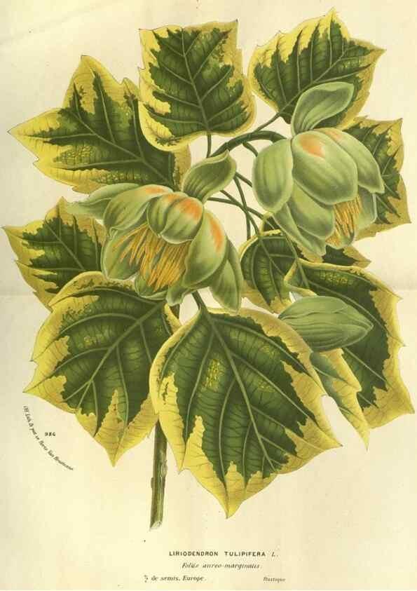 Reproducción/Reproduction 49587630443: Flore des serres et des jardins de l'Europe. A Gand :chez Louis van Houtte, eÌditeur,1845-1880.. 