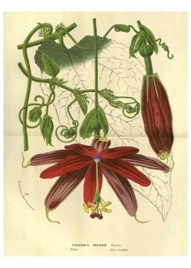 Reproducción/Reproduction 49588124336: Flore des serres et des jardins de l'Europe. A Gand :chez Louis van Houtte, eÌditeur,1845-1880.. 