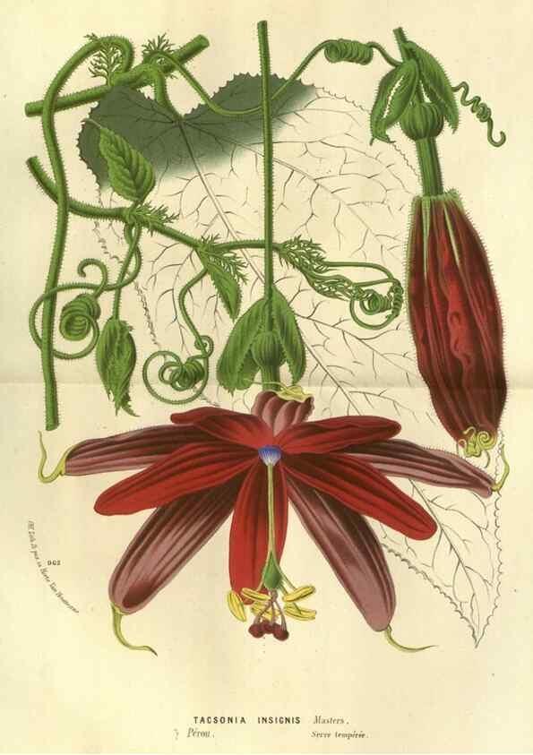 Reproducción/Reproduction 49588124336: Flore des serres et des jardins de l'Europe. A Gand :chez Louis van Houtte, eÌditeur,1845-1880.. 