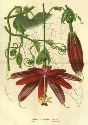 Reproducción/Reproduction 49588124336: Flore des serres et des jardins de l'Europe. A Gand :chez Louis van Houtte, eÌditeur,1845-1880.. 