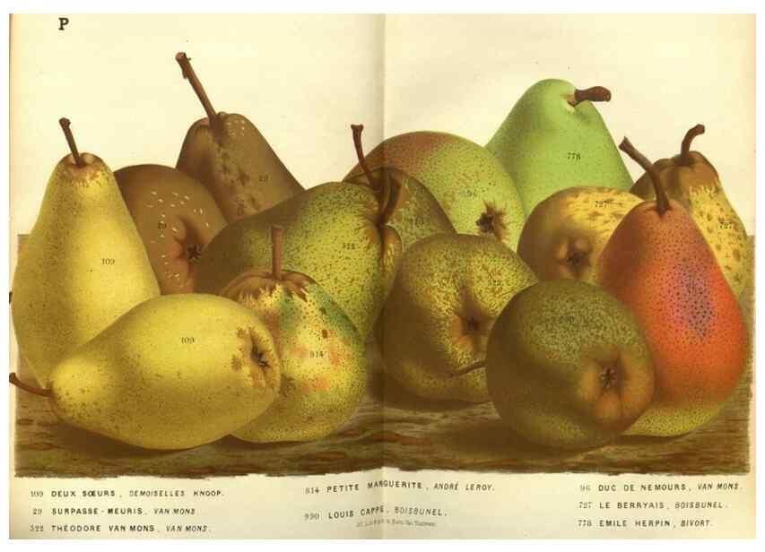 Reproducción/Reproduction 49587631043: Flore des serres et des jardins de l'Europe. A Gand :chez Louis van Houtte, eÌditeur,1845-1880.. 