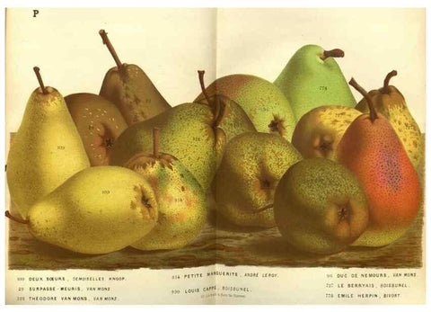 Reproducción/Reproduction 49587631043: Flore des serres et des jardins de l'Europe. A Gand :chez Louis van Houtte, eÌditeur,1845-1880.. 