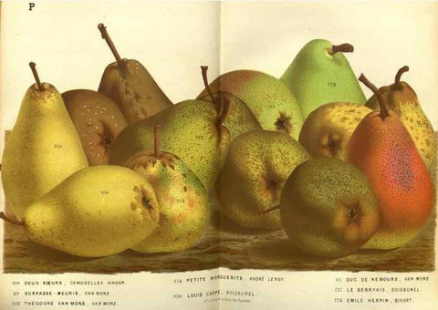 Reproducción/Reproduction 49587631043: Flore des serres et des jardins de l'Europe. A Gand :chez Louis van Houtte, eÌditeur,1845-1880.. 