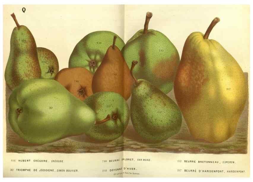 Reproducción/Reproduction 49587631213: Flore des serres et des jardins de l'Europe. A Gand :chez Louis van Houtte, eÌditeur,1845-1880.. 
