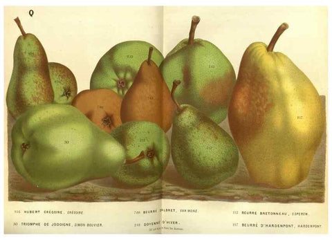 Reproducción/Reproduction 49587631213: Flore des serres et des jardins de l'Europe. A Gand :chez Louis van Houtte, eÌditeur,1845-1880.. 