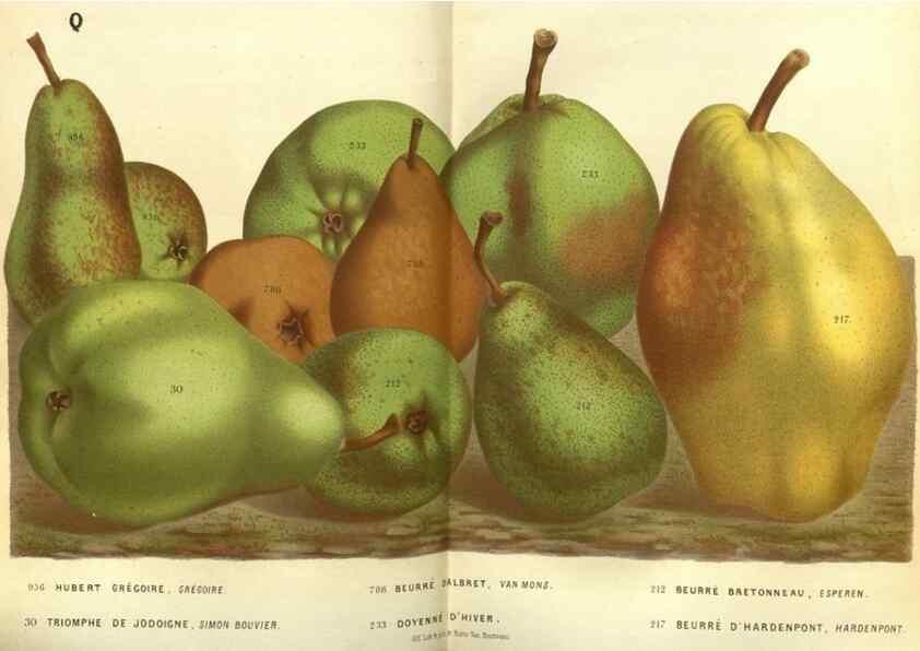 Reproducción/Reproduction 49587631213: Flore des serres et des jardins de l'Europe. A Gand :chez Louis van Houtte, eÌditeur,1845-1880.. 