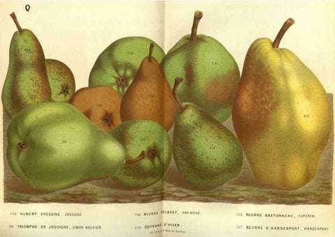 Reproducción/Reproduction 49587631213: Flore des serres et des jardins de l'Europe. A Gand :chez Louis van Houtte, eÌditeur,1845-1880.. 