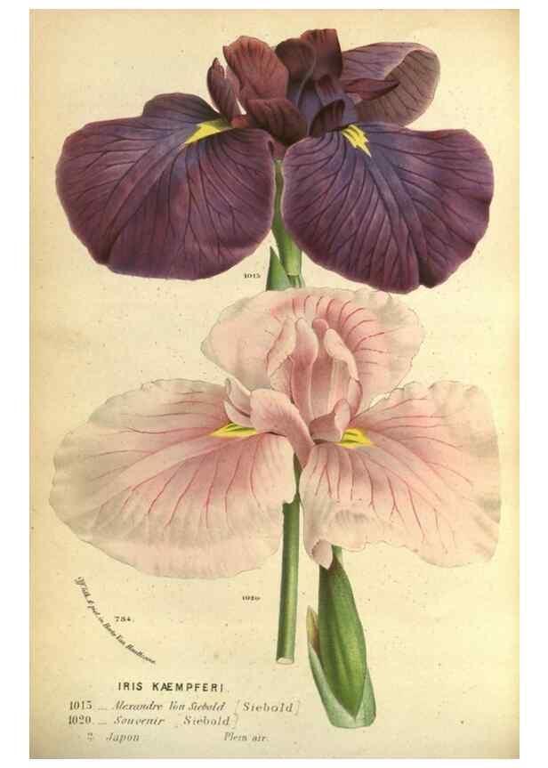 Reproducción/Reproduction 49588122376: Flore des serres et des jardins de l'Europe. A Gand :chez Louis van Houtte, eÌditeur,1845-1880.. 