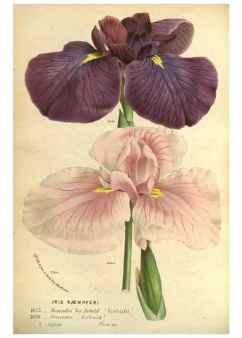 Reproducción/Reproduction 49588122376: Flore des serres et des jardins de l'Europe. A Gand :chez Louis van Houtte, eÌditeur,1845-1880.. 