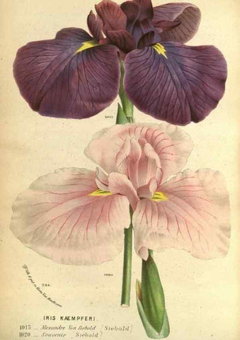 Reproducción/Reproduction 49588122376: Flore des serres et des jardins de l'Europe. A Gand :chez Louis van Houtte, eÌditeur,1845-1880.. 