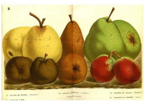 Reproducción/Reproduction 49587631408: Flore des serres et des jardins de l'Europe. A Gand :chez Louis van Houtte, eÌditeur,1845-1880.. 