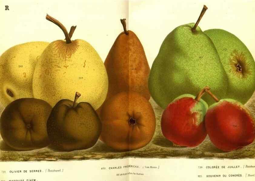 Reproducción/Reproduction 49587631408: Flore des serres et des jardins de l'Europe. A Gand :chez Louis van Houtte, eÌditeur,1845-1880.. 