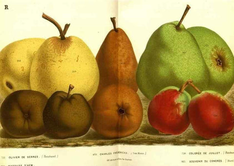 Reproducción/Reproduction 49587631408: Flore des serres et des jardins de l'Europe. A Gand :chez Louis van Houtte, eÌditeur,1845-1880.. 
