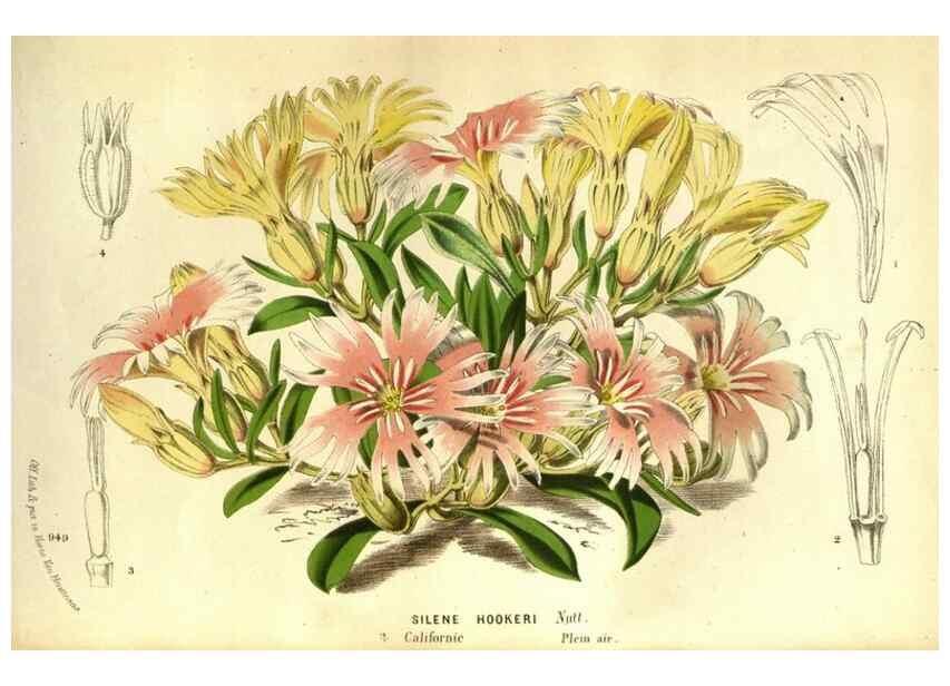Reproducción/Reproduction 49587631858: Flore des serres et des jardins de l'Europe. A Gand :chez Louis van Houtte, eÌditeur,1845-1880.. 