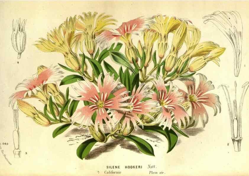 Reproducción/Reproduction 49587631858: Flore des serres et des jardins de l'Europe. A Gand :chez Louis van Houtte, eÌditeur,1845-1880.. 