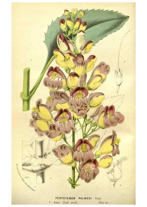 Reproducción/Reproduction 49588369917: Flore des serres et des jardins de l'Europe. A Gand :chez Louis van Houtte, eÌditeur,1845-1880.. 