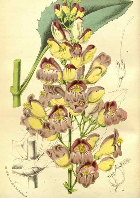 Reproducción/Reproduction 49588369917: Flore des serres et des jardins de l'Europe. A Gand :chez Louis van Houtte, eÌditeur,1845-1880.. 