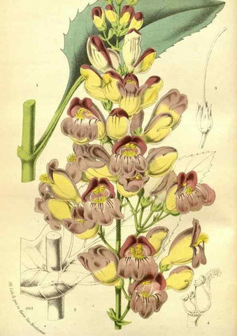 Reproducción/Reproduction 49588369917: Flore des serres et des jardins de l'Europe. A Gand :chez Louis van Houtte, eÌditeur,1845-1880.. 