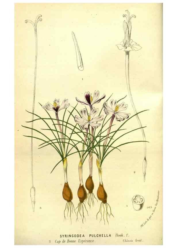 Reproducción/Reproduction 49588370492: Flore des serres et des jardins de l'Europe. A Gand :chez Louis van Houtte, eÌditeur,1845-1880.. 