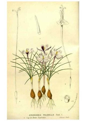 Reproducción/Reproduction 49588370492: Flore des serres et des jardins de l'Europe. A Gand :chez Louis van Houtte, eÌditeur,1845-1880.. 